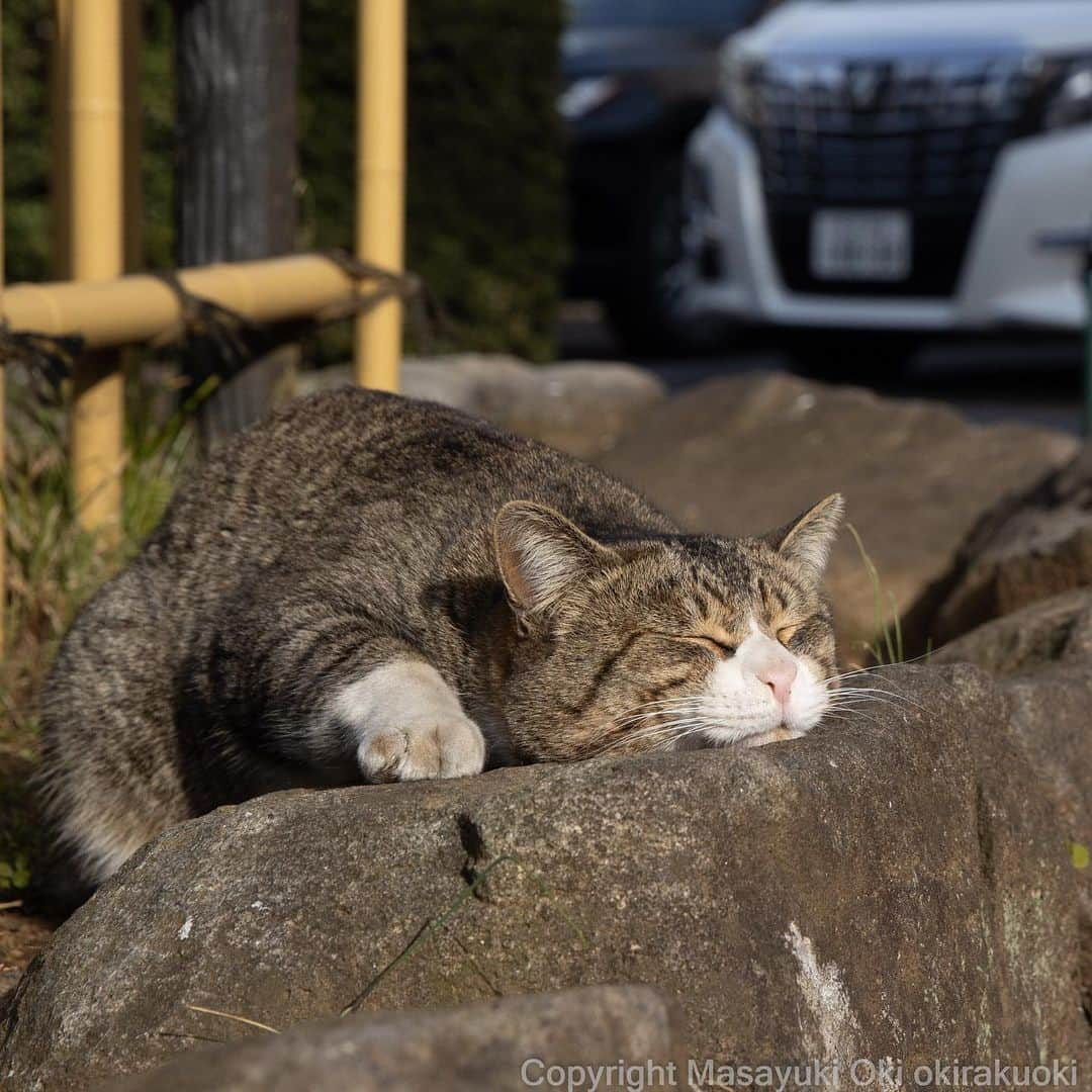 Masayukiさんのインスタグラム写真 - (MasayukiInstagram)「すやー💤」2月20日 8時13分 - okirakuoki