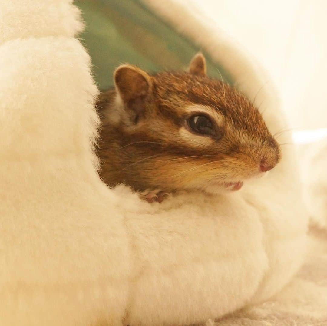 ビッケ & トッドのインスタグラム：「#Tod Let's take a break.  少しひと休みしようよ！  #chipmunk #シマリス #リス」