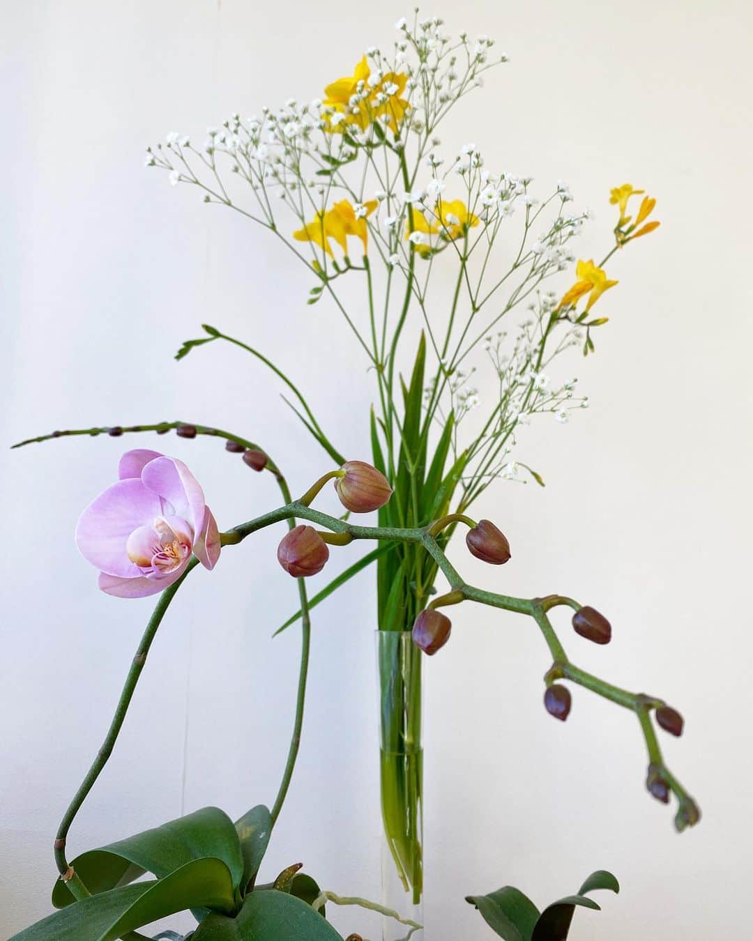 山中崇史さんのインスタグラム写真 - (山中崇史Instagram)「おはようございます☀ 妻が大切に育てている3年物の鉢植えの蘭が、今年も花を咲かせてくれました✨ 花芽も沢山ついていて楽しみ😊 #蘭」2月20日 8時20分 - yamanaka_takac