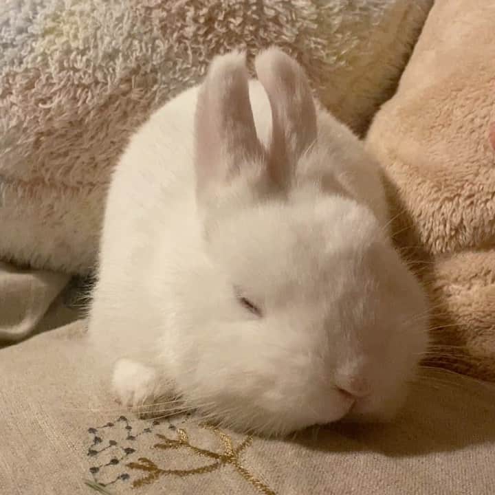 うー & なー ❤️ウチムラのインスタグラム：「* いいお天気になりそう🌸 とはいえここしばらくで 一番ハードな仕事の日になりそう💨 飼育員2さんとお兄ちゃん'sと🐨🐰🐥 お留守番よろしくね〜🐇🤍」