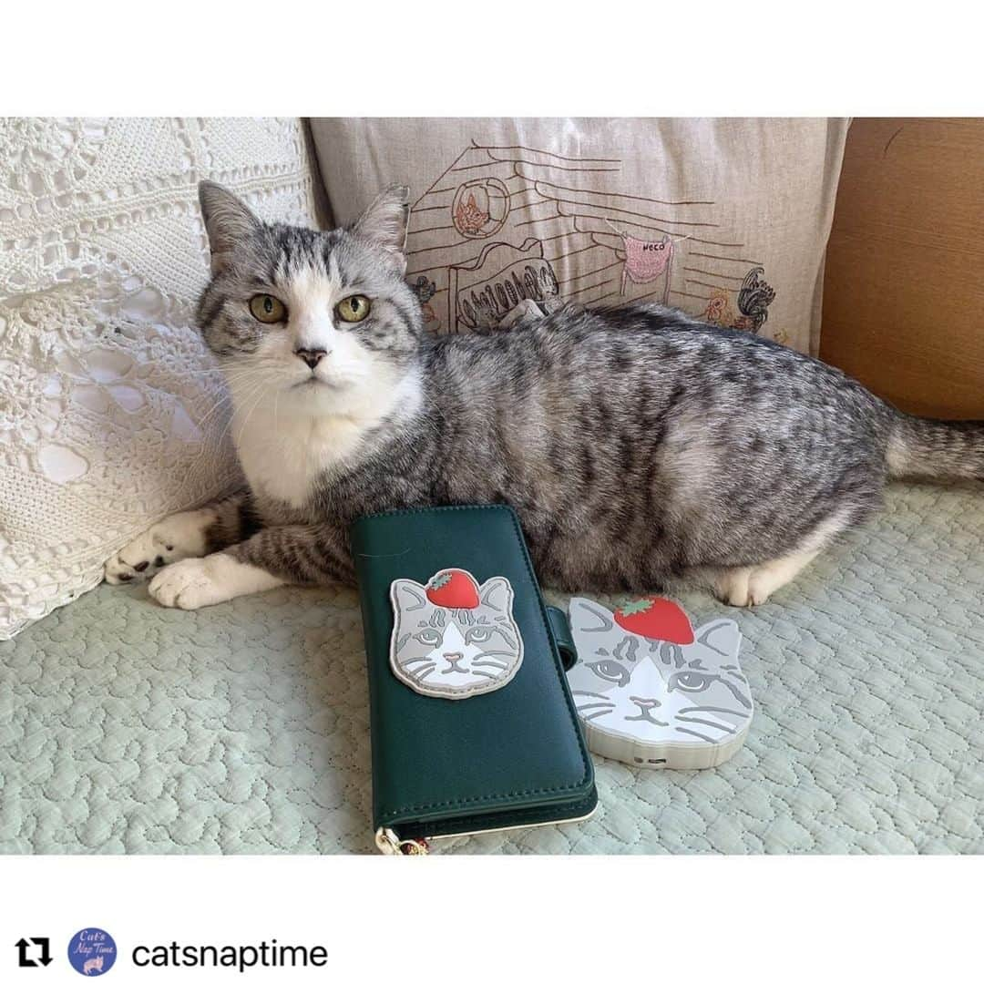 Afternoon Teaさんのインスタグラム写真 - (Afternoon TeaInstagram)「本日、2/20～アイテム第2弾が発売スタートです！ #Repost @catsnaptime with @make_repost ・・・ Cat’s NapTime第6弾「FRUITS TEA PARTY」がテーマのアイテムをご紹介！ #cats_naptime6 ・ 2/20～発売！ サバ美がモチーフのフォンケースと充電器。イチゴを頭にのせたネコは持つ度に気分を上げてくれます。フォンケースの内側にはカードポケットがあり機能的にも◎。ワイヤレス充電器は、ケーブルに接続せずに置くだけでOK。持っているだけで可愛いバッグに入れておきたくなるアイテムです。 ・ 「Cat’s NapTime」のアイテムはこちらのリンクからもご覧いただけます。 ➡@catsnaptime ・ ・ ・ #catsnaptime #AfternoonTea #AfternoonTeaLIVING #アフタヌーンティー #アフタヌーンティーリビング #フォンケース #充電器 #catsissue #FRUITSTEAPARTY #サバ美」2月20日 9時00分 - afternoontea_official