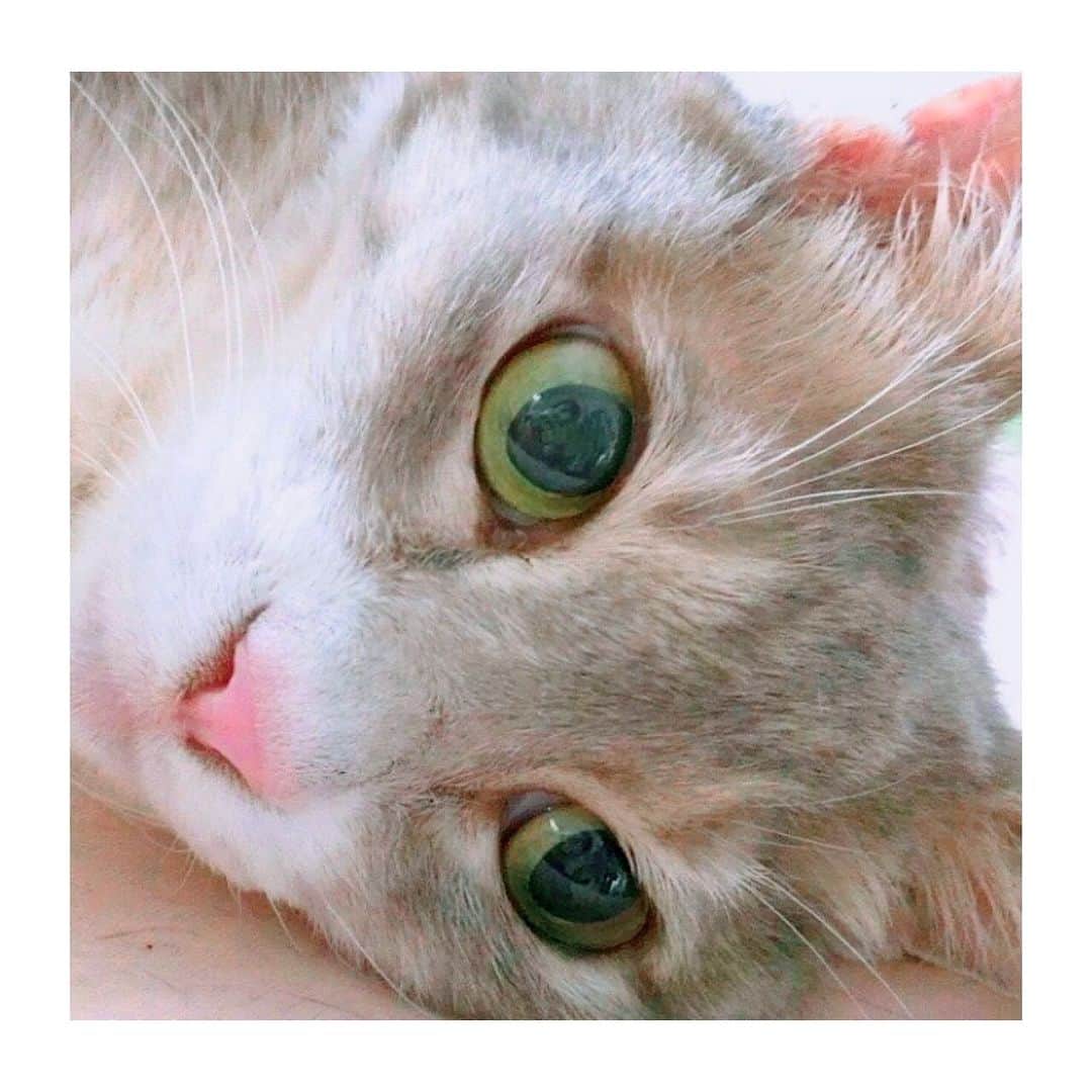 のインスタグラム：「今日の夢に出てきた子  ハーちゃん💗会いたいな  #ilovecat #cat #gatto #猫 #고양이 #katze #tokyo #japan」
