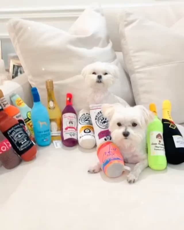 DogsOf Instagramのインスタグラム：「Thirsty for some yappy hour? We’ve got you covered 🍻 Cheers to the freakin’ weekend furriends!  We received so many amazing submissions for our Yappy Hour Photo Contest this week! Though we can only grant one winner the Best Friends Prize Pack from @cutwaterspirits, everyone who submitted will receive a special gift from us!  (Pssst! Yappy hour dog toys in the first video are from @muttropolis!)   📸: @bradley_and_chandler  📸: @mr.theo.handsome  📸: @mumfordandsnugs  📸: @maximus_quarantine 📸: @sirnewtonseverus  📸: @bojangles.the.black.mouth.cur  📸: @pepperoniheretoparti  📸: @seiff98  📸: @lil.lilythepoo  🎶: Grits - Ooh Ahh (My Life Be Like) (feat. Toby Mac)  #yappyhour #happyhour #itsfiveoclocksomewhere #dogsofinstagram」