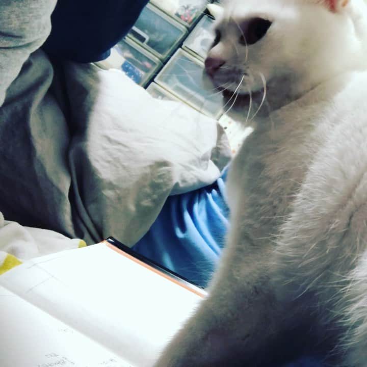 水谷さるころのインスタグラム：「布団で日記書いてる時も襲われています…(;´༎ຶД༎ຶ`) ＃おファルにゃん」
