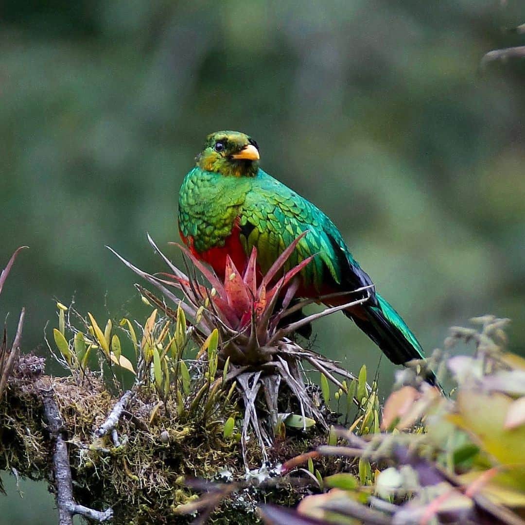 アメリカ自然史博物館のインスタグラム：「With its iridescent plumage, the Golden-headed Quetzal (Pharomachrus auriceps) is a spectacular sight! But its colors aren’t just for show. The Quetzal’s green feathers help camouflage it in its forest habitat near the Andes mountains. This vibrant bird seeks out tree hollows, or uses its beak to cut them out in rotting tree trunks, to make its nest. With a diet rich in fruits and berries, it helps to disperse seeds around its home. Photo: Arley Vargas, CC BY-NC-ND 2.0, flickr」