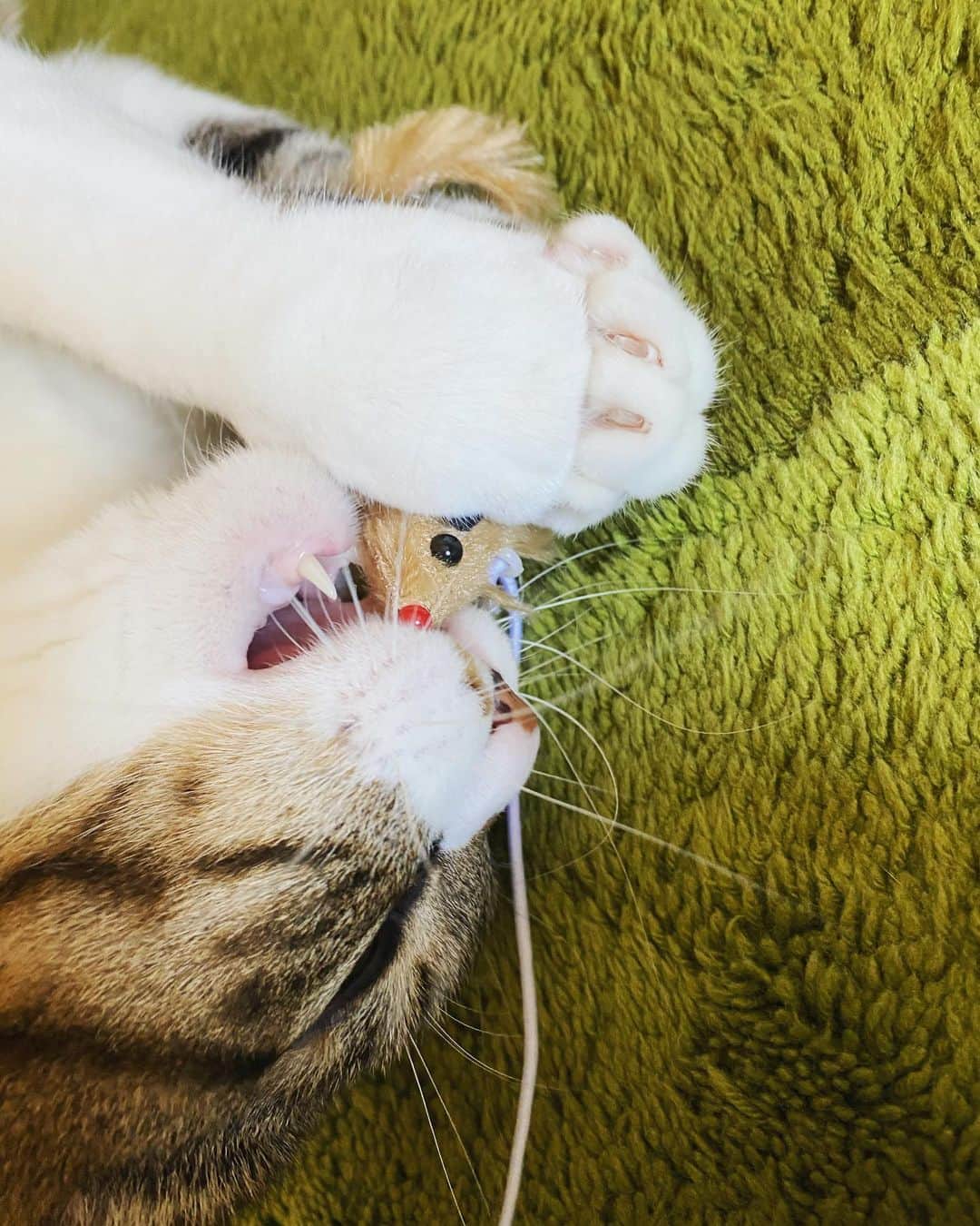 野本かりあのインスタグラム：「ネズミ捕まえたー。 #lukarly #catsofinstagram #にゃんすたぐらむ」