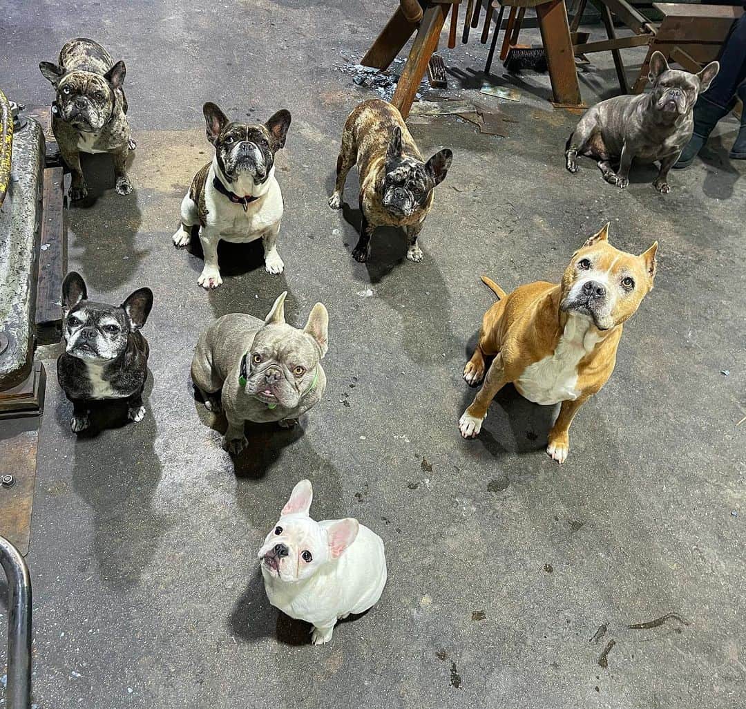ウエストコーストチョッパーズのインスタグラム：「Hey everyone.  We the James Dogs wanted to thank everyone for checking in on us during this Texas Freeze. Thankfully one of our main humans is a blacksmith so he kept the forge on all day, and the shop nice and toasty. Also wanted to let you know our paws are just fine after he made us walk in the crunchy snow.  We are letting that slide, but 7 of us are considering filing abuse charges. Because he let “Gerdie” (the new annoying white puppy) sleep in the bed all night. While the rest of us had to sleep on the ice cold floor(in plush memory foam dog beds)  Thats about all for the James dog report from Texas. Thank you🐶 Cinnabun Coco Duke Myrtle Milton Buttons Jasper Gertie(annoying)」