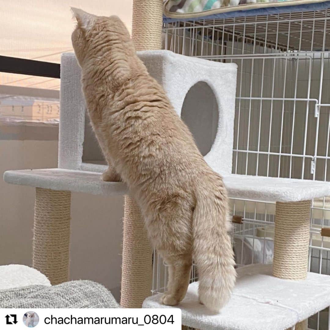 のインスタグラム：「#Repost @chachamarumaru_0804 さんの茶々丸ちゃん。  嬉しいと 尻尾がホワンホワンになっちゃうの💖  何があったのかな？ 茶々丸ちゃん😊  ハッシュタグ #いぬのきもち #ねこのきもち に投稿いただいた可愛い写真をご紹介しています！ 「いぬのきもちWEB　MAGAZINE」、「ねこのきもちWEB MAGAZINE」でもご紹介させていただくことも！  -------------------  .  #ねこ #猫  #ねこすたぐらむ #ねこのきもち #ねこ好き #ねこと暮らす #ねこ好きさんと繋がりたい #猫好きな人と繋がりたい #猫がいる生活 #猫と暮らす#猫好き #cat #catstagram #catsofinstagram #cats_of_instagram  #スコティッシュフォールド  #scottishfold」