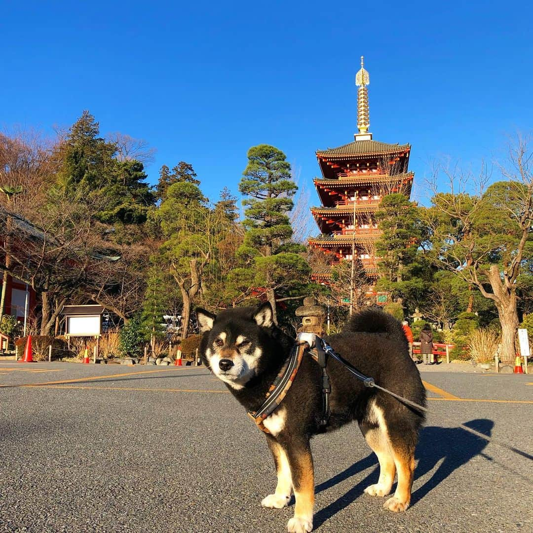 小川博永さんのインスタグラム写真 - (小川博永Instagram)「今日は暖かくなるらしいけど朝は手がかじかむ。  #今朝まる #ししまる #dog #dogs #柴犬 #黒柴」2月20日 10時00分 - ogawahironaga