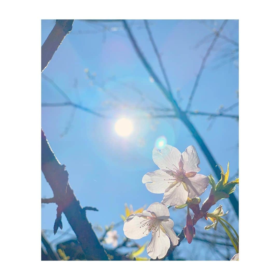 外岡えりかさんのインスタグラム写真 - (外岡えりかInstagram)「. 早くも咲いていました🌸 なんだか嬉しいなぁ…☺️ 春はいいですね✨ (花粉は除く)  #春 #桜 #sakura」2月20日 10時13分 - erica_tonooka