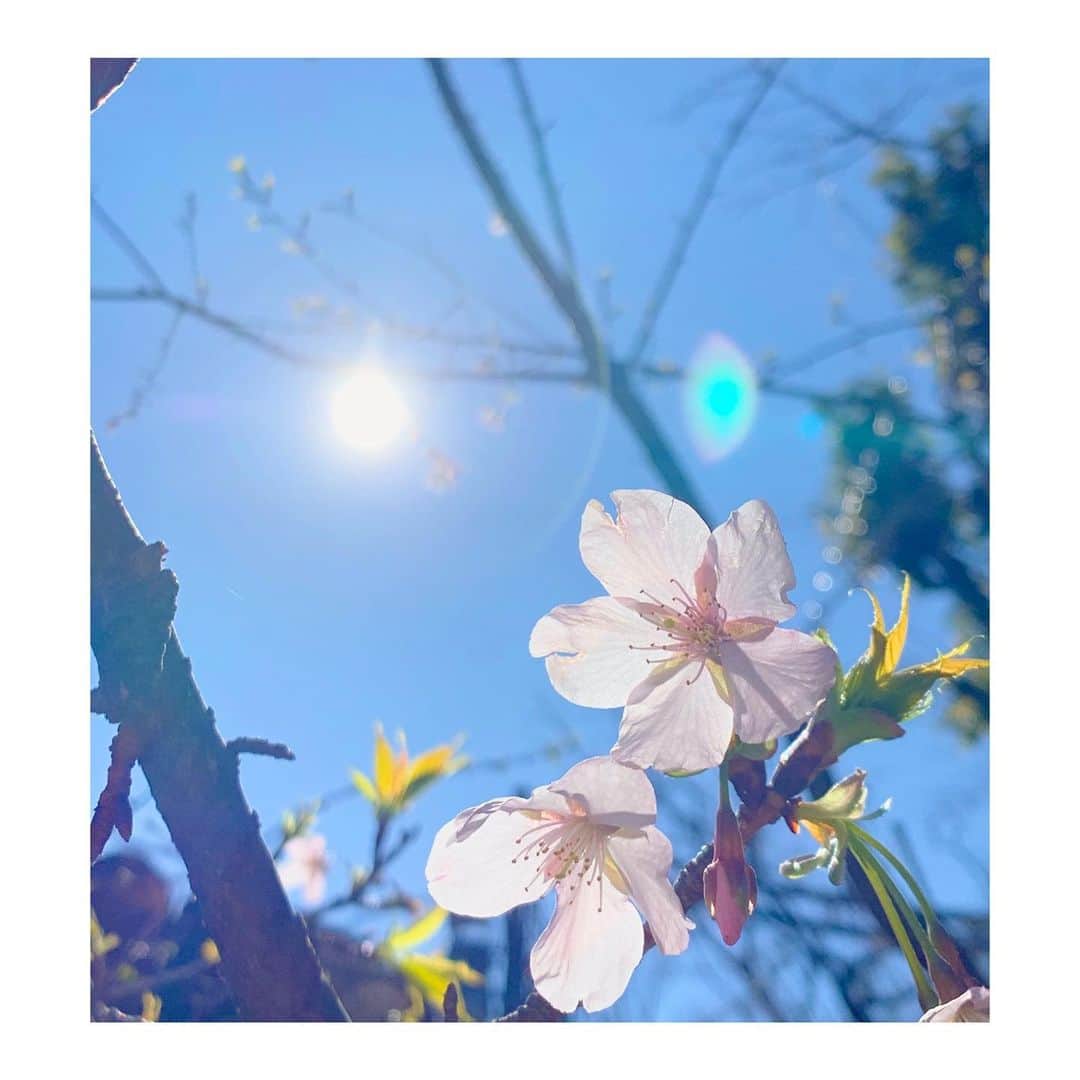 外岡えりかさんのインスタグラム写真 - (外岡えりかInstagram)「. 早くも咲いていました🌸 なんだか嬉しいなぁ…☺️ 春はいいですね✨ (花粉は除く)  #春 #桜 #sakura」2月20日 10時13分 - erica_tonooka