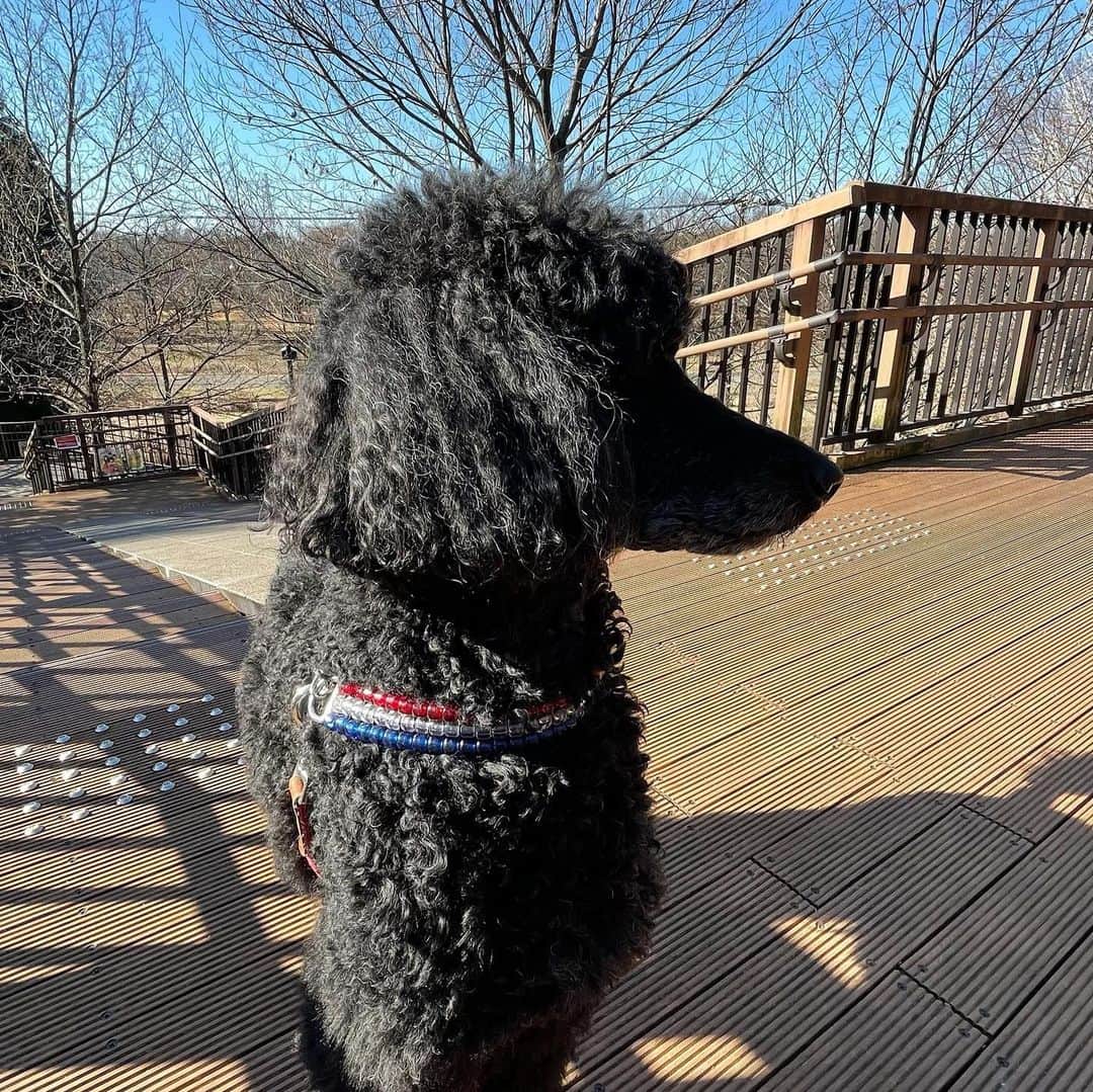 佐藤東弥さんのインスタグラム写真 - (佐藤東弥Instagram)「今朝の魔犬と僕 魔犬は、カメラを向けると目線を逸らす」2月20日 10時25分 - touyasato