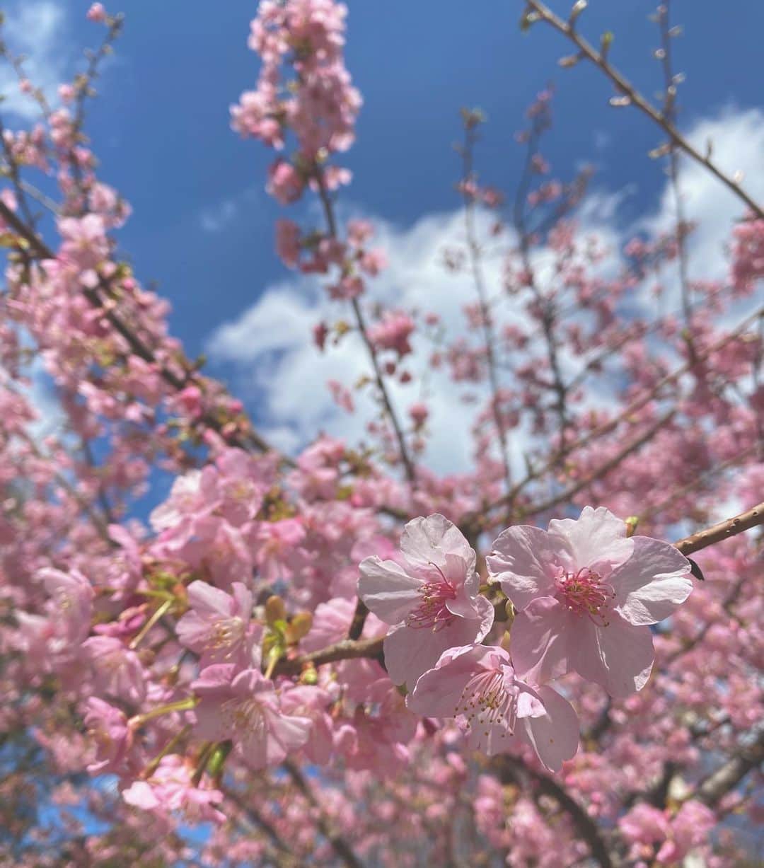 宮下かな子のインスタグラム：「🌸 河津桜、という早咲の桜が咲いていました🌸 季節の変わり目「あの服もっと着れば良かったなぁ」なんて、 毎回思ってしまうみやしたです。」