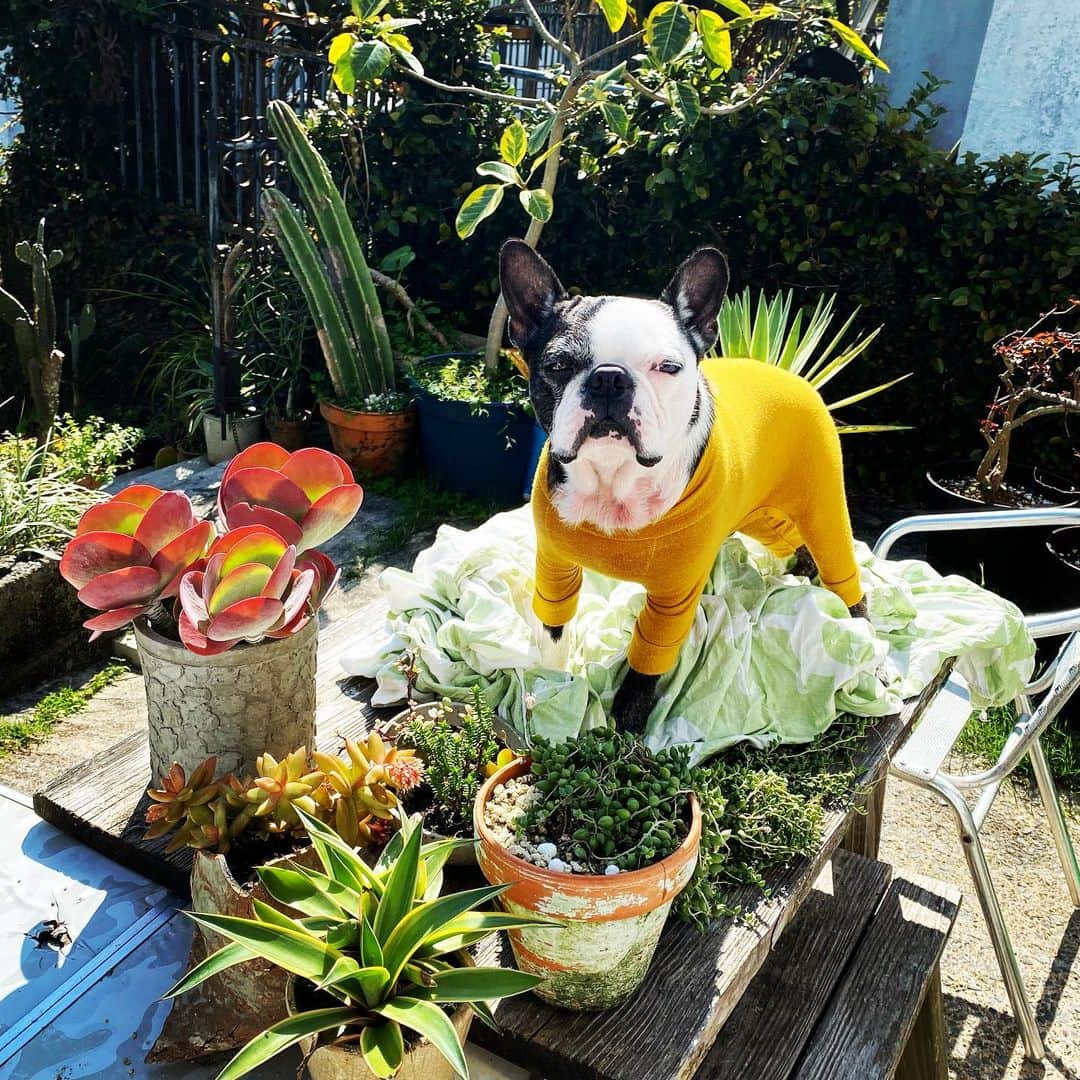 青木ロビンさんのインスタグラム写真 - (青木ロビンInstagram)「天気が良いので おネギと植物を日光浴させてます。  #bostonterrier」2月20日 10時42分 - aokirobin