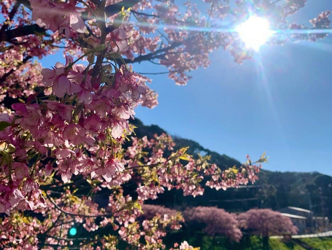 須藤駿介さんのインスタグラム写真 - (須藤駿介Instagram)「まるごと生中継は 南伊豆町から「みなみの桜と菜の花まつり」の様子をお届けしました！  黄色とピンクのコントラスト。 そして、19日(金)は天候にも恵まれ全身で春を感じました😇  コロナ禍で、例年に比べ規模を縮小しての開催。 皆様も徹底した対策を！！  18時〜20時までは桜のライトアップも！ 大人な雰囲気も味わってみたいですね〜🌸  . #まるごと #生中継 #南伊豆町 #初上陸 #みなみの桜と菜の花まつり」2月20日 10時42分 - sudo_shunsuke