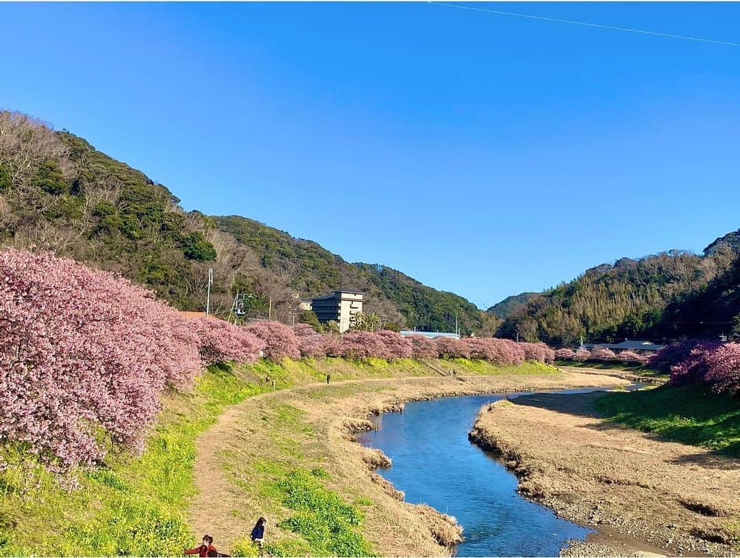 須藤駿介さんのインスタグラム写真 - (須藤駿介Instagram)「まるごと生中継は 南伊豆町から「みなみの桜と菜の花まつり」の様子をお届けしました！  黄色とピンクのコントラスト。 そして、19日(金)は天候にも恵まれ全身で春を感じました😇  コロナ禍で、例年に比べ規模を縮小しての開催。 皆様も徹底した対策を！！  18時〜20時までは桜のライトアップも！ 大人な雰囲気も味わってみたいですね〜🌸  . #まるごと #生中継 #南伊豆町 #初上陸 #みなみの桜と菜の花まつり」2月20日 10時42分 - sudo_shunsuke