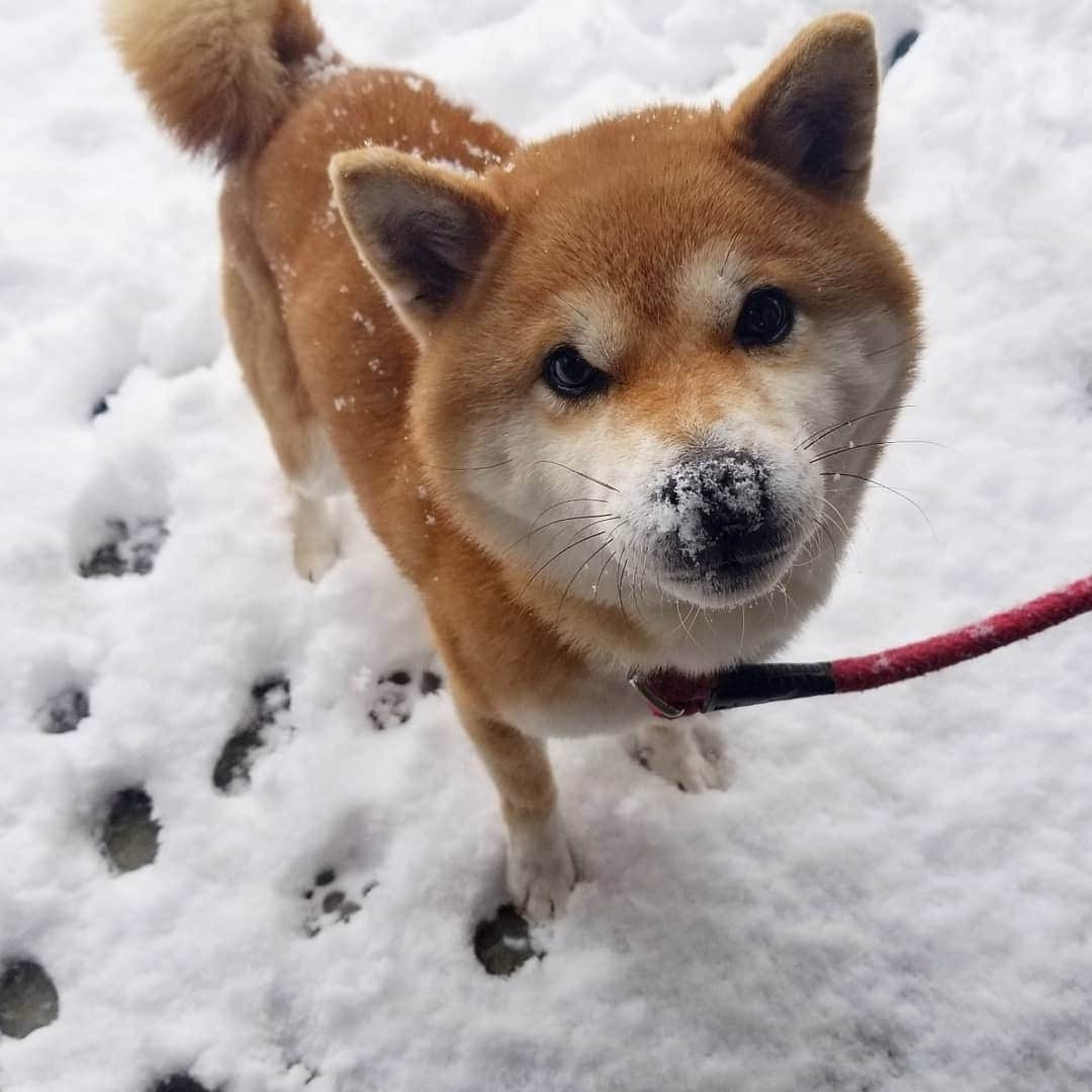 柴犬たま Shibainu Tamaさんのインスタグラム写真 - (柴犬たま Shibainu TamaInstagram)「おちゃめな母ちゃん😆😂 ﻿﻿ Caption trans🇬🇧﻿﻿﻿﻿﻿﻿﻿﻿﻿﻿﻿﻿﻿﻿﻿﻿ She is playful mom😆😂 ﻿﻿ #たま家族 #柴犬ミケ #ミケママ #雪 #雪遊び #永遠のキッズ #ブサ顔 #糸目 #舌ぺろ #ふわもこ #かなりひし形 #柴犬 #shiba #shibainu #shibastagram #犬 #dog」2月20日 11時03分 - tama7653