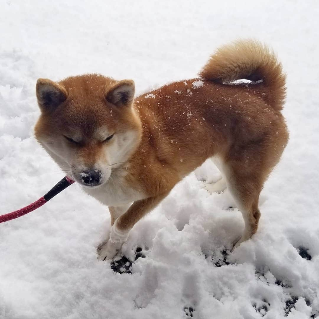 柴犬たま Shibainu Tamaさんのインスタグラム写真 - (柴犬たま Shibainu TamaInstagram)「おちゃめな母ちゃん😆😂 ﻿﻿ Caption trans🇬🇧﻿﻿﻿﻿﻿﻿﻿﻿﻿﻿﻿﻿﻿﻿﻿﻿ She is playful mom😆😂 ﻿﻿ #たま家族 #柴犬ミケ #ミケママ #雪 #雪遊び #永遠のキッズ #ブサ顔 #糸目 #舌ぺろ #ふわもこ #かなりひし形 #柴犬 #shiba #shibainu #shibastagram #犬 #dog」2月20日 11時03分 - tama7653