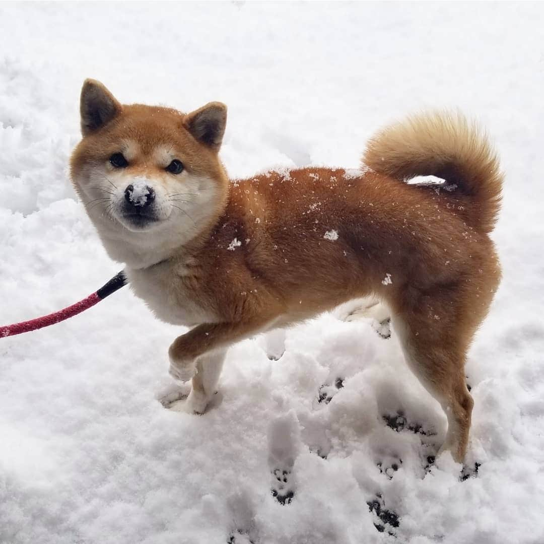 柴犬たま Shibainu Tamaさんのインスタグラム写真 - (柴犬たま Shibainu TamaInstagram)「おちゃめな母ちゃん😆😂 ﻿﻿ Caption trans🇬🇧﻿﻿﻿﻿﻿﻿﻿﻿﻿﻿﻿﻿﻿﻿﻿﻿ She is playful mom😆😂 ﻿﻿ #たま家族 #柴犬ミケ #ミケママ #雪 #雪遊び #永遠のキッズ #ブサ顔 #糸目 #舌ぺろ #ふわもこ #かなりひし形 #柴犬 #shiba #shibainu #shibastagram #犬 #dog」2月20日 11時03分 - tama7653