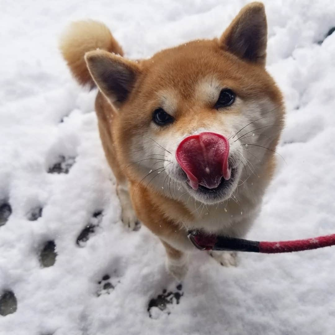 柴犬たま Shibainu Tamaさんのインスタグラム写真 - (柴犬たま Shibainu TamaInstagram)「おちゃめな母ちゃん😆😂 ﻿﻿ Caption trans🇬🇧﻿﻿﻿﻿﻿﻿﻿﻿﻿﻿﻿﻿﻿﻿﻿﻿ She is playful mom😆😂 ﻿﻿ #たま家族 #柴犬ミケ #ミケママ #雪 #雪遊び #永遠のキッズ #ブサ顔 #糸目 #舌ぺろ #ふわもこ #かなりひし形 #柴犬 #shiba #shibainu #shibastagram #犬 #dog」2月20日 11時03分 - tama7653