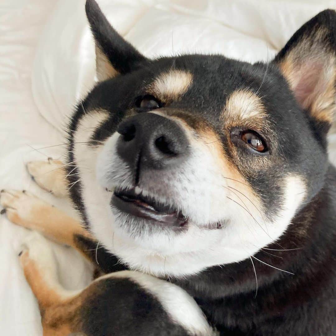 vo_coのインスタグラム：「🐾 元々手洗い魔なので冬場は指先が乾燥しまくり かなりの高確率で帯電してます こたちゃんも最近少し毛がふわっとして空気を含んでいるので、お互いに触れるとバチっと静電気が弾けます… ＊ #ラムちゃんとあたるかよ もしくは #ネイとダーシュ #静電気  #shibastagram #instashiba #shiba #shibainu #黒柴 #柴犬」