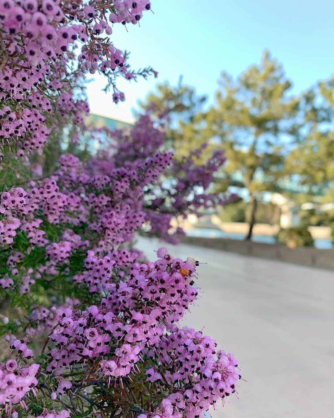 リナのインスタグラム：「久しぶりに家族みんなでお散歩🌿  先日9歳の誕生日を迎えた息子のリクエストで 少し遠出のドライブ🚙  平日だったこともあって公園はガラガラ…🦆 久しぶりに思いっきり走り回れてご満悦な👦  道端でかわいいお花を見つけたよ💐 小ぶりなお花がふんわりと 咲き誇っていて、春を感じました🌸  暖かな春が待ち遠しい…⭐︎  節約を兼ねて始めた#ポイ活 🌟 ポイントが貯まるのが楽しくなってきた 今日この頃❤︎ ......................................................... @pointincome_official #お散歩 #おさんぽ #おはなのあるくらし  #公園フォト  #節約術 #ポイ活 #ポイントインカム #ポイントサイト #ポイ活デビュー #stbook」