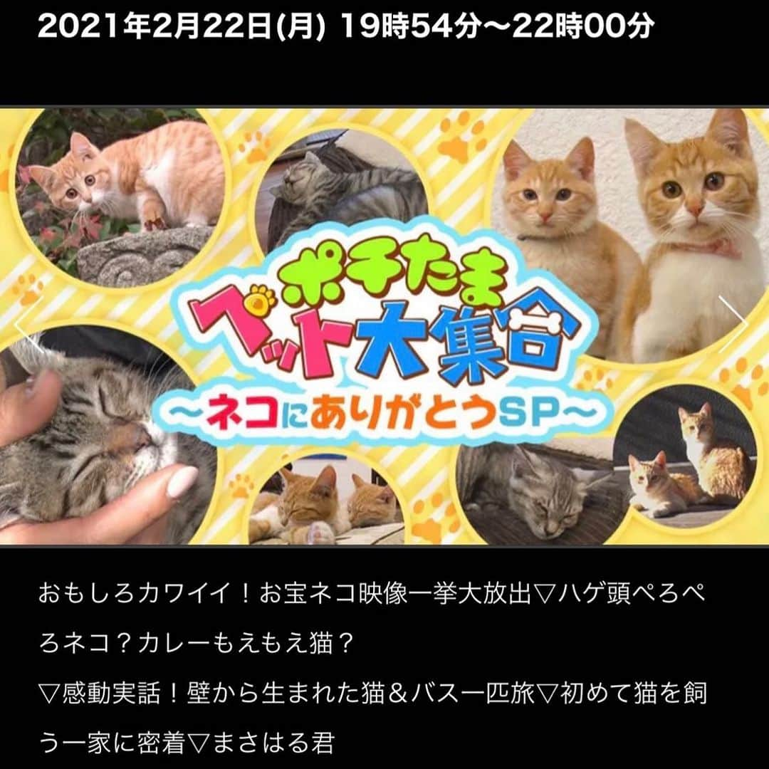 Kazumi-Gakumamaさんのインスタグラム写真 - (Kazumi-GakumamaInstagram)「2021年2月22日(月)、ニャンニャンニャンの猫の日🐈‍⬛🐈🐱にBSテレ東のバラエティ番組🦮 「ポチたまペット大集合 　ネコにありがとう！ほっこり映像大放出SP」に寅次朗、リンリン、そして岳が出演しま〜す📺 *  放送時間は、夜の8時から10時までの2時間番組です🕗 *  松本君とまさはる君がはるばる我が家までやって来てくれました~😆 *  寅次朗やリンリン、岳だけではなく汚い人間と汚い家まで映ってしまいそうですがご容赦願いますね〜😂 *  どうぞ皆さま来週月曜日夜8時、BSテレ東をよろしくお願い致します🤲 🐾----*----*----*----🐾 On February 22nd, Torajiro, Rinrin, and Gaku will appear on popular Japanese variety shows 📺🦮7️⃣ This is the seventh TV appearance🐈🐈🐕 🐾----*----*----*----🐾 #柴犬 #岳 #柴犬岳 #柴犬ガク#gaku #shibainugaku #shiba #shibainu #shibastagram #いぬすたぐらむ #dogsofinstagram #リンリン #キジトラ #browntabby #ジャパニーズボブテイル #寅次朗 #茶トラ #まるどら #gingercat  #にゃんすたぐらむ #catoftheday #ふわもこ部 #ワンフルエンサー #ニャンフルエンサー  #ポチたま #ポチたまペット大集合 #まさはる君 #7回目のテレビ出演 #20210220」2月20日 11時01分 - shibainu.gaku