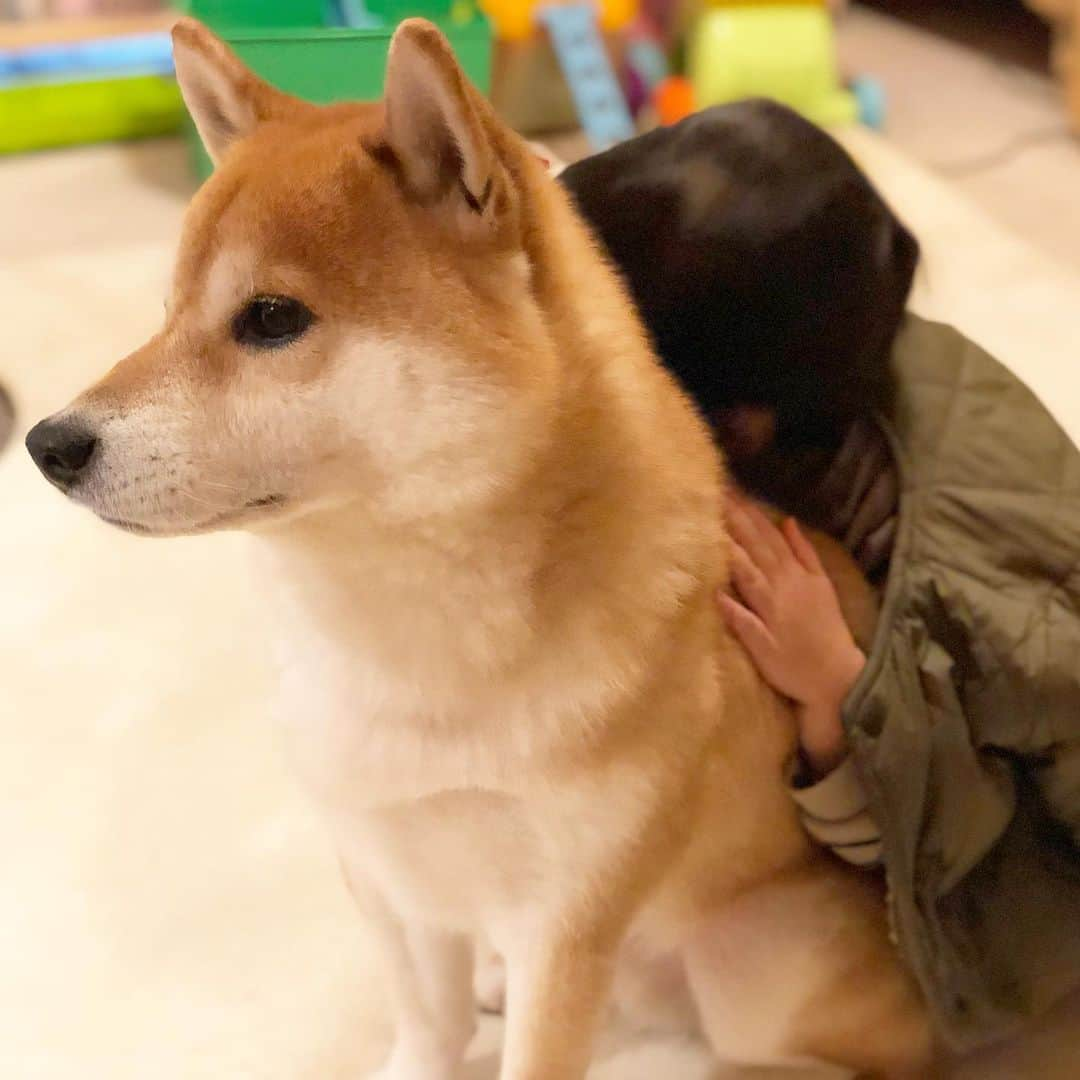 せんべえのインスタグラム：「あぁもう柴犬でも吸わなきゃやってらんないわよ #スーハースーハー #禁断の #モロコシ臭 #せんべえ #柴犬 #shibainu  #犬と子ども #まるいーず #今日も良い一日を #haveaniceday」