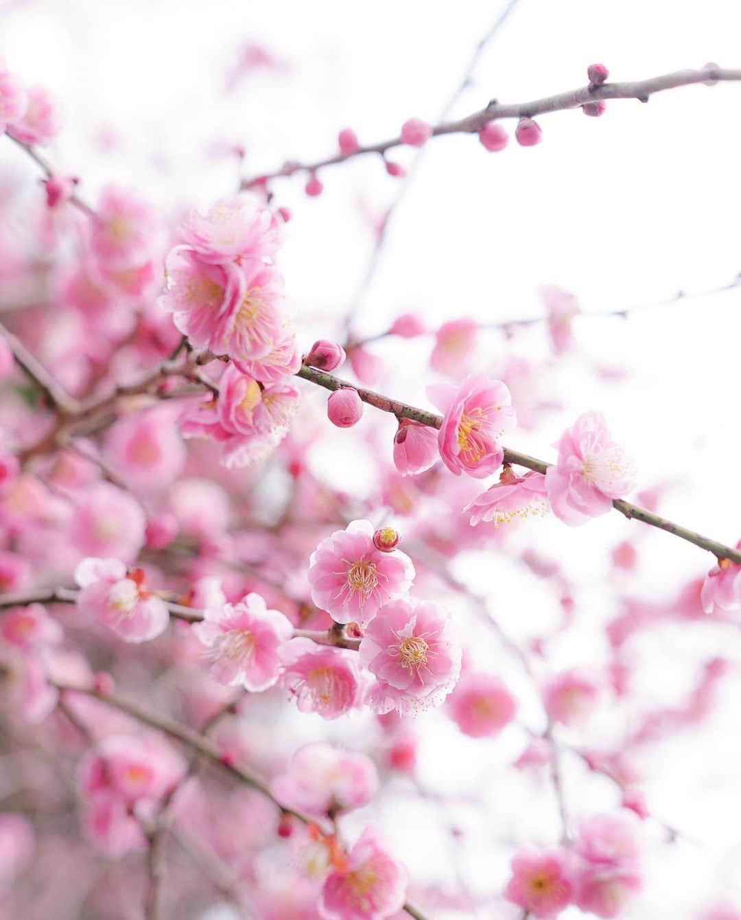 masayaのインスタグラム：「Plum blossoms」