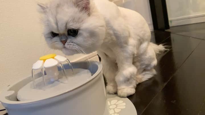 BeBeのインスタグラム：「Happy Caturday💕💕　#bebe #cat #kitty #kittycat #meow  #eyes #adorable #persiancat #catsofinstagram #kittensofinstagram #petsofinstagram #ilovecats #hubcats #ねこ　#bebechannel #catmovie」