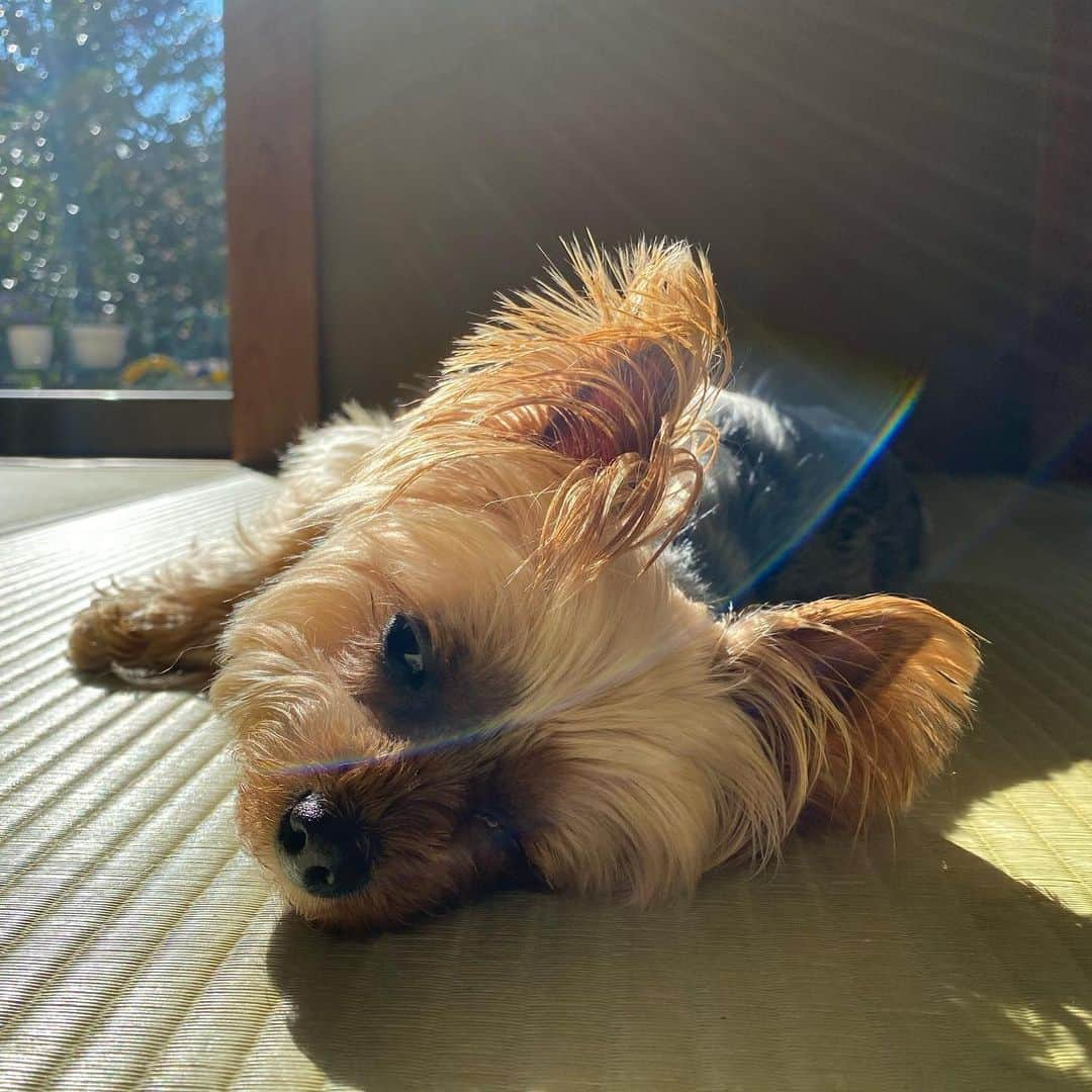 Rubyのインスタグラム：「🐻💈✂️➡︎🐶  トリミングしてもしゃもしゃクマ子からイヌに戻って帰ってきましたワンワンワン。  ってこれじゃわかんないね。 気持ちよさそうだったから起こせなかった😅 る〜たん、またまた虹色の光に包まれた🌈  #yorkie #yorkshireterrier #ヨーキー #ヨークシャテリア」