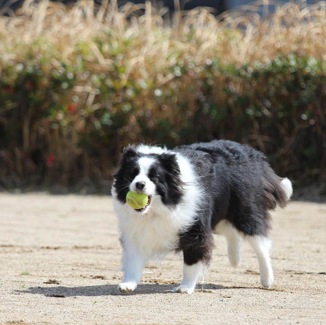 犬バカ部宣伝部長さんのインスタグラム写真 - (犬バカ部宣伝部長Instagram)「👃鼻に砂が付いてても気にならないくらい楽しいんだろうね🐼✨🎾﻿ ﻿ ご近所の保育所の子供達に『パンダちゃーん』って呼ばれてます🤣﻿ シッポふりふりで応える、そらちん🐼💕﻿ ﻿ #犬バカ部 #bordercollie #ボーダーコリー #dog﻿ #犬 #白黒 #そら #シッポで応えるの可愛いよね」2月20日 20時51分 - umetaturou