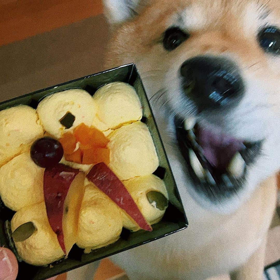 井上志帆子さんのインスタグラム写真 - (井上志帆子Instagram)「. お誕生日なので…🍖🍰 #柴犬#しばいぬ#shibainu#柴犬を崇めよ#しばすたぐらむ ケーキ1回落としたよ」2月20日 20時55分 - shiriko0316