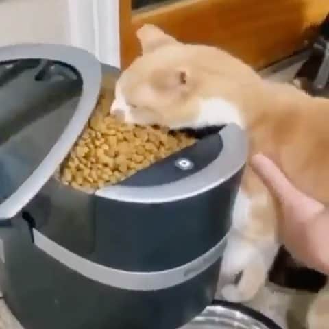 のインスタグラム：「Does your cat do this? 😅  If you like it pls support with ❤️ Credit: @trekkiethegreat  For all crediting issues and removals pls DM . DM us for advertising and promotion 🎁 #kittens_of_world and follow us to featured. 😸  Note: we don’t own this video, all rights go to their respective owners. If owner is not provided, tagged (meaning we couldn’t find who is the owner), pls DM and owner will be tagged shortly after.   #chat #neko #gato #gatto #meow #kawaii #nature #pet #instapet #mycat #catlover  #cutest #meow #instacats #kitten」