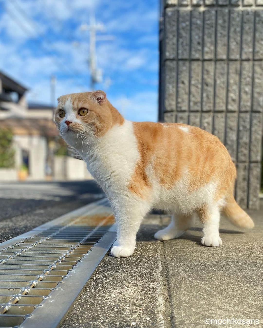 もちさん / mochiのインスタグラム