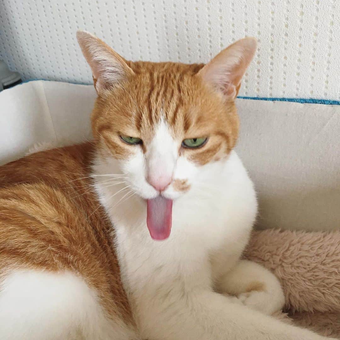リプリー王子のインスタグラム：「2021.02.20 #0220ripleyn @_leo_the_cat さんの #ギャップ萌モデル募集 に応募します。 .  #猫の日とうちの子 #フォトビーでお祝い  #無敵の親バカ同盟 #シブにゃん隊over10  #チームラスカルにゃん #りぷちん #りぷちん2021 #ダメになるりぷちん #りぷちん思い出祭  1→2017.04.10 , 2→2016.10.19 #関西ねこ部 #cat #猫 #ねこ  #茶しろ組 #gingercat #茶トラ男子部 #excellent_cats #instacat_meows #cat_features #catsofinstagram #weeklyfluff #IGersJP #catstagram #bestmeow  #ペコねこ部 #sippoストーリー #nyancon01 #rakutenpet」