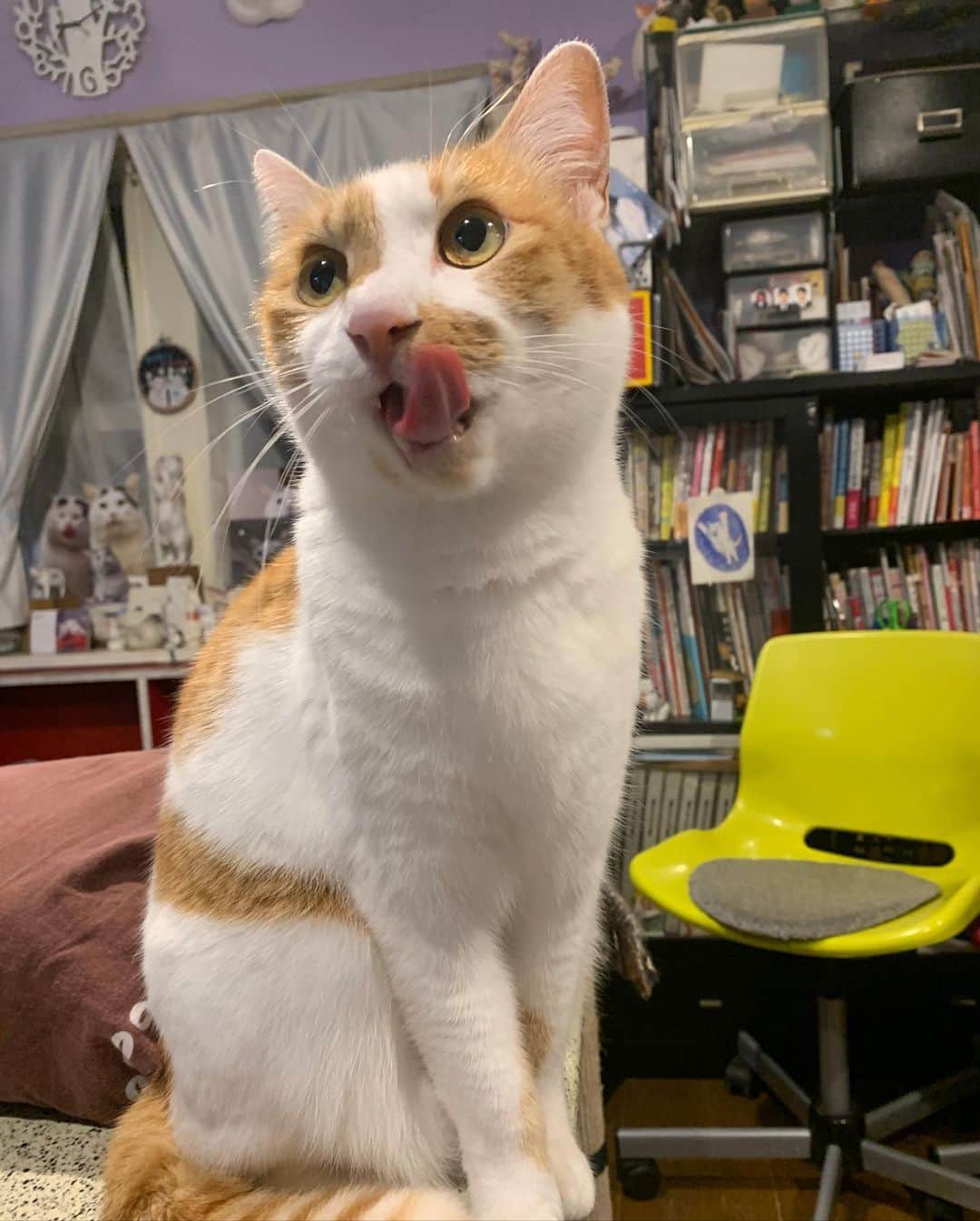 Kachimo Yoshimatsuのグルメインスタ