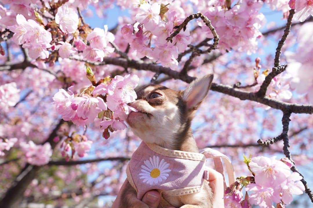 川田希さんのインスタグラム写真 - (川田希Instagram)「桜を嗅ぐにこ🌸  そして、かじる😅」2月20日 21時15分 - nozomikawata