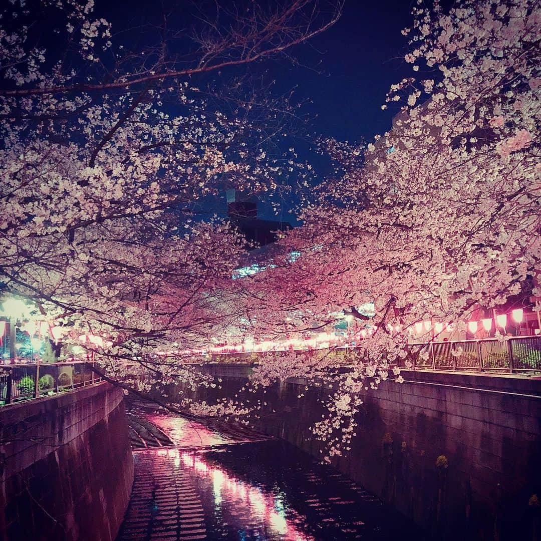 マキろんのインスタグラム：「My favorite place is meguro river on 🌸seasons❣️ . This pictures was sakura carnival in 2019. . I want to go to the sushi area near Meguro river. ・ TERU❣️ please wait for me😆🙏 #山内智恵#マキろん#japanesegirl  #ファッション#fashion #可愛い#ありがとう#大好き #follow#ootd#japanesefood#sushi#meguro#meguroriver#sakura#cherryblossom#🌸 #寿司#目黒#目黒川#寿司おかだ#🍣＃大将は岡山出身照さんです」