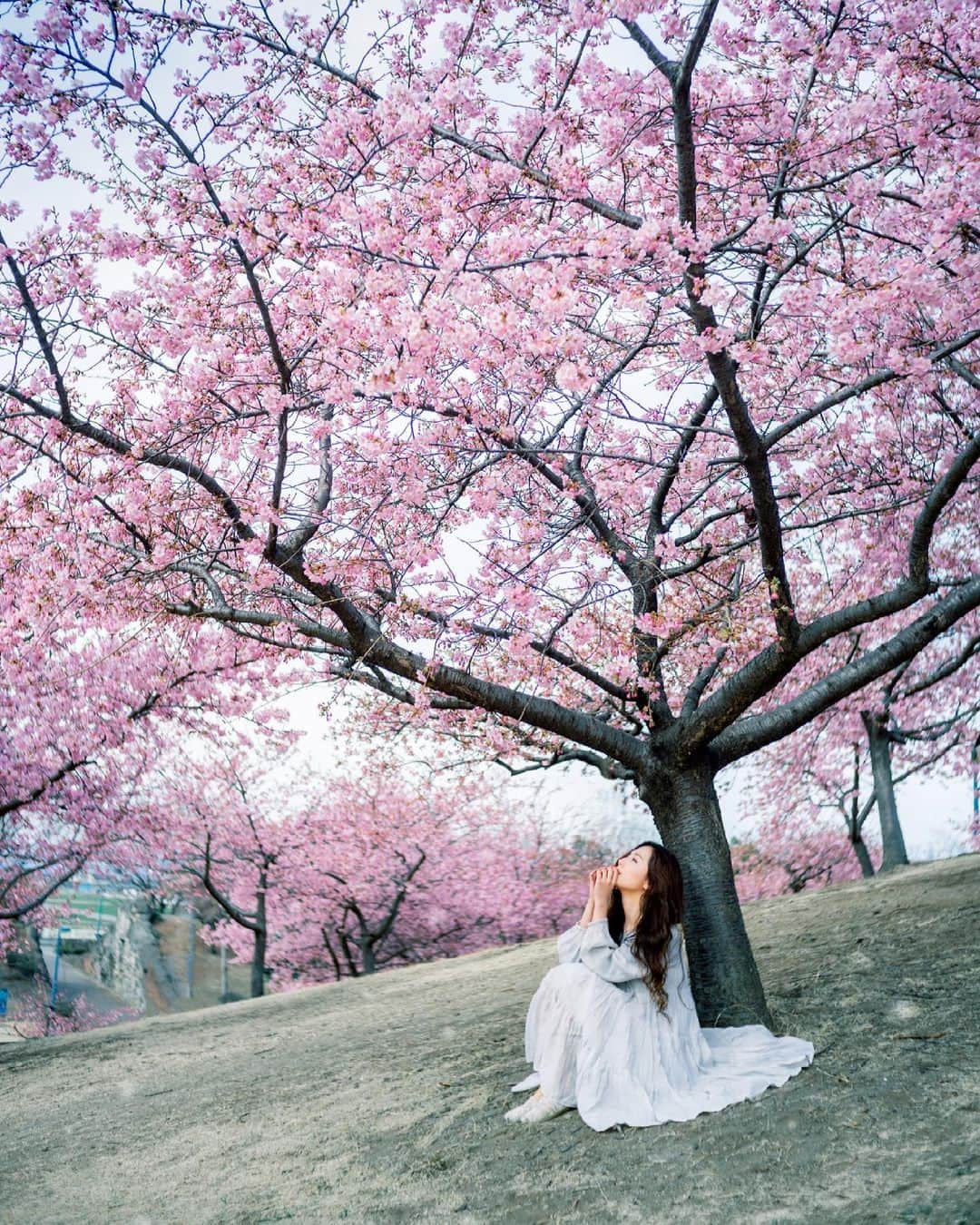 shabonのインスタグラム：「* . . . . . ❀ ༶⋆｡* . . . . . *  #igersjp #tokyocameraclub #東京カメラ部 #team_jp_ #GPW_members_only #as_archive #photo_shorttrip  #art_of_japan_ #ig_phos #daily_photo_jpn #visitjapanjp #nowherediary #photo_travelers #jp_mood #whim_life #moodygrams #reco_ig #japan_daytime_view #1x #sonyalpha #cityports #bealpha #worldviewmag #誰かに見せたい景色  #ギャラリームジン #1x_japan  #河津桜 #桜 #flowerstagram」