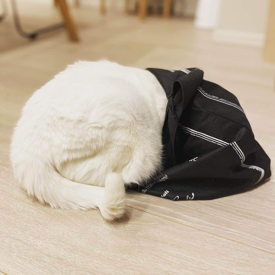 花津ハナヨのインスタグラム：「どう考えても自分よりサイズが小さい袋に入りたい魔美さん、もぞもぞしてる1枚目 . 後戻りもできなくなってあきらめた2枚目  #cat #白猫」