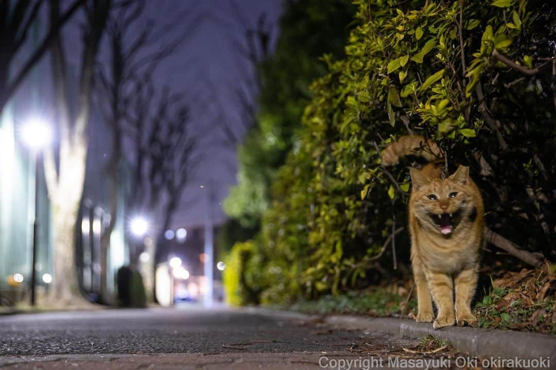 Masayukiさんのインスタグラム写真 - (MasayukiInstagram)「夜もごきげん！」2月20日 21時25分 - okirakuoki