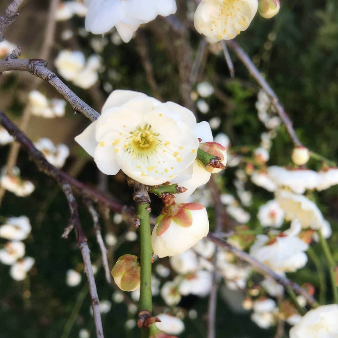 小林幸子さんのインスタグラム写真 - (小林幸子Instagram)「写真アップされてなかったので、再あっぷします！  今日の東京は暖かくて、快晴✨ 雲ひとつないお天気☀  そして、今年もうちのお庭に枝垂れ梅が咲きました❣️ 満開までもう少し✨ なんと、その枝にウグイスが止まってたの‼️ ほんとに鶯って、ウグイス色なのよね🐦 （その写真は取りそびれたー❤️😅）  そして、赤の雪椿は蕾がふっくらしてきました✨嬉しいな♥ コロナ禍の中でも、ホッコリさせてくれるひと時、ありがとう💕   #sachikokobayashi  #小林幸子  #雲ひとつない青空　 #枝垂れ梅  #うちのお庭 #鶯ってやっぱりウグイス色  #雪椿  #お打ち時間  #ほっこり」2月20日 21時25分 - kobayashi_sachiko_5884