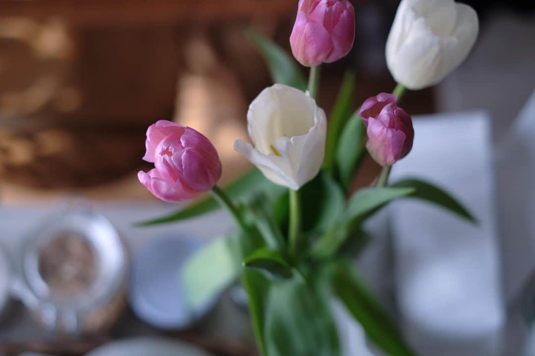 maggydaisyのインスタグラム：「_  どんどん ひらく。  #tulip #tulips #チューリップ  #花のある暮らし」