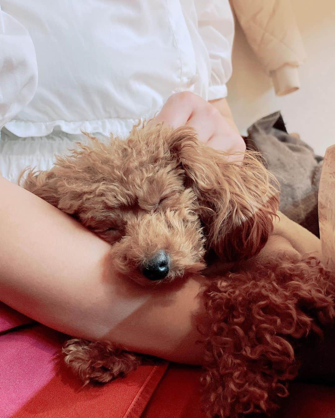 のインスタグラム：「#西麻布ふるけん  #絶品 #個室ふるけん  ふるかわシェフ（社長）の愛犬 アイドル"にこちゃん" #甘えん坊 #膝の上で爆睡  #ペットもokな店  また行きたい🥰 @nico25nico25_toypoodle」