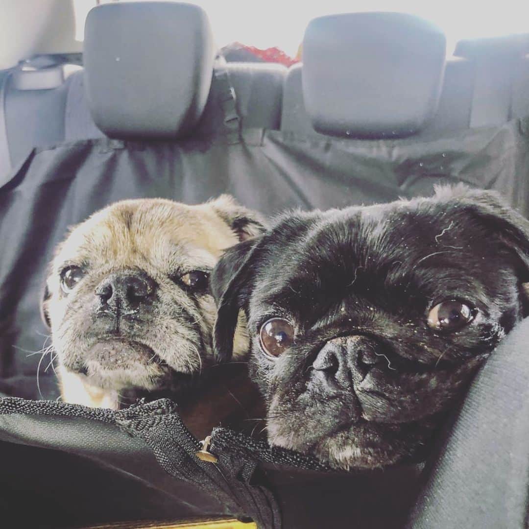 のインスタグラム：「Fresh from a romp on the beach! Check out there stories right now @jaseleombruni ! #pugsofinstagram #australia #beach #pugs #melbourne」