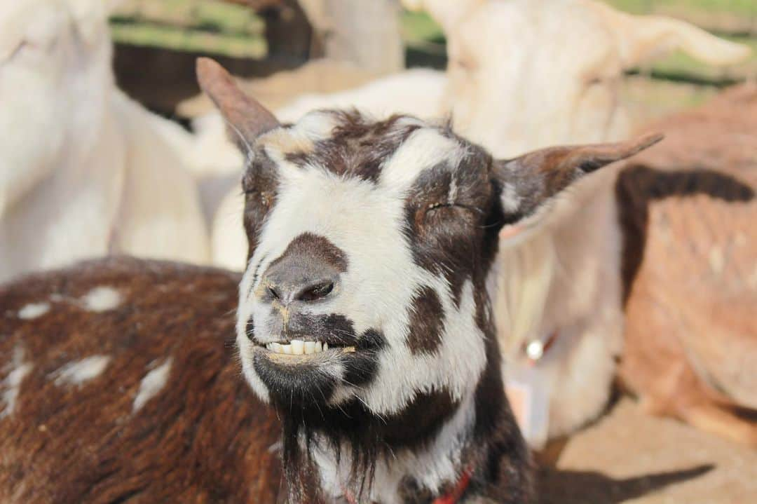 成田ゆめ牧場さんのインスタグラム写真 - (成田ゆめ牧場Instagram)「笑うヤギ🐐☺️  白ヤギさん→ゆき 牛柄さん→ぽぽ  #成田ゆめ牧場 #ゆめ牧場 #牧場 #千葉県 #やぎ #ぽかぽか #naritadreamfarm #farm #farmstagram #goat」2月20日 13時23分 - yumebokujo