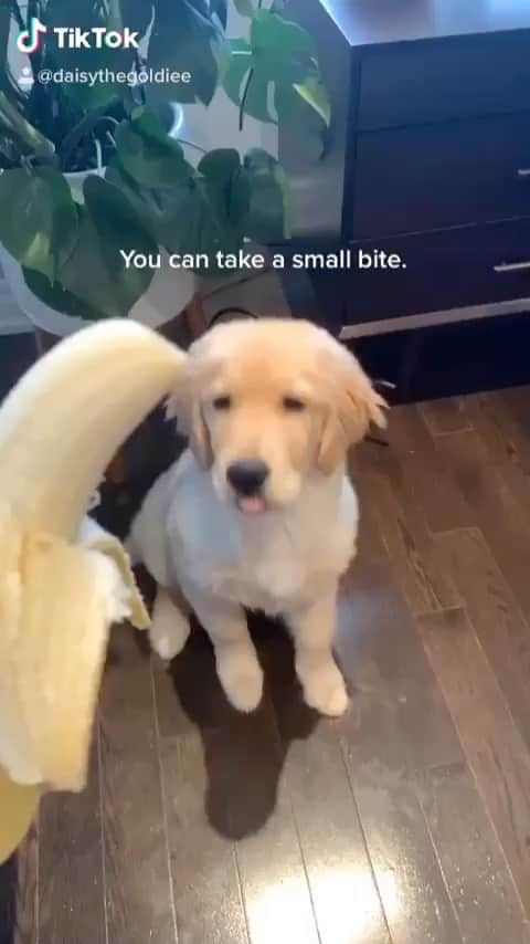 animalsのインスタグラム：「Yes I do a *smoll* monch 😅🍌 Video by: @daisythegoldiee」