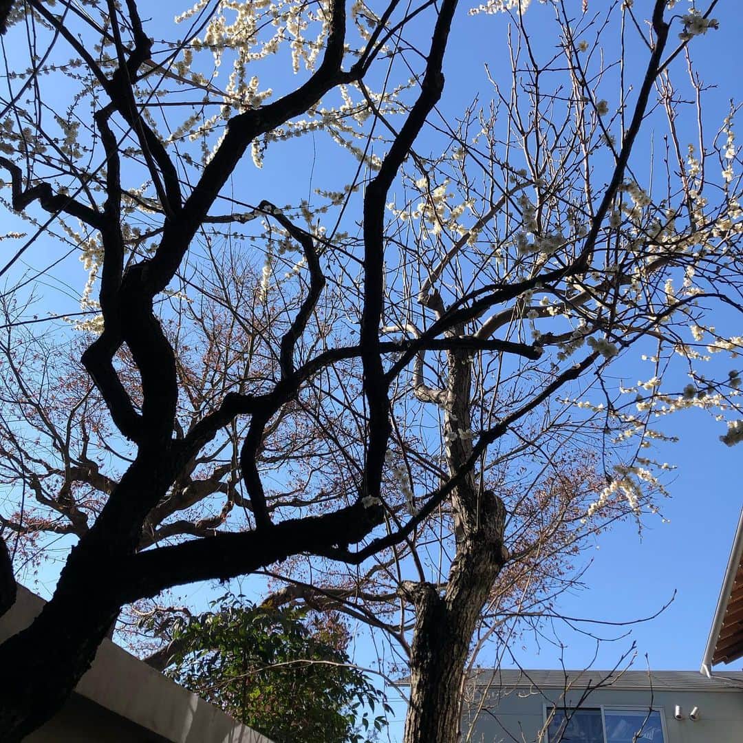 吉見佑子のインスタグラム：「ポカポカ　春の気配　青山の裏側」
