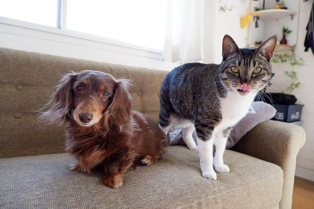 武田梨奈さんのインスタグラム写真 - (武田梨奈Instagram)「📷 My little sister and younger brother. 🐶🐱🎀  カメラを買いました🤭🌿 フォルダの中は相変わらず、愛犬と愛猫と食べ物です。笑  皆さんのフォルダは何が多いですか？  #愛犬 #愛猫 #🐕 #🐈  #保護猫 #ペットは家族  #カメラ初心者 #ミラーレス一眼」2月20日 14時14分 - rinatakeda615